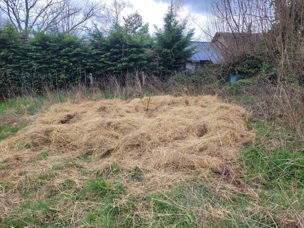 Paillage généreux autour des cultures dans notre Jardin Forêt Le Havre de Pan, favorisant la biodiversité et la santé du sol.